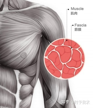 筋膜枪 值得入手的放松神器，还是华而不实的健身泡沫？
