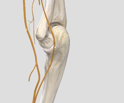 筋膜枪 健身圈的“放松神器”，是智商税还是科学工具？