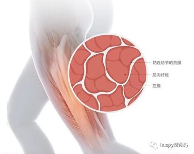 放松解压好助手 麦瑞克超感知筋膜枪EVO深度使用体验